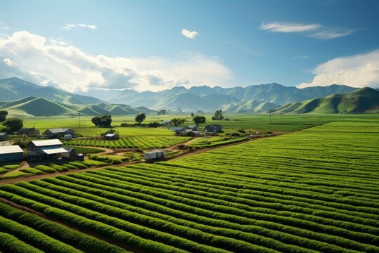 An aerial view of a sprawling farm and field with plants and other mint.