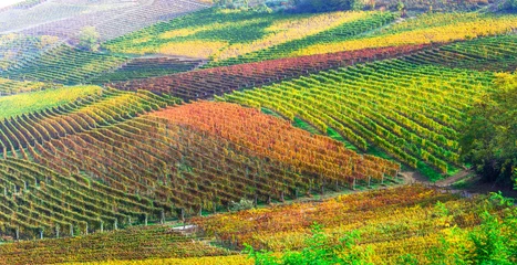 Fotobehang famous wine region in Treviso, Italy. Valdobbiadene hills and vineyards on the famous prosecco wine route , autumn landscape scenery with colorful fields of grapewine © Freesurf