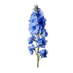 Delphinium flower isolated on transparent background