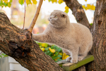 The gray British cat, outdoor on tree