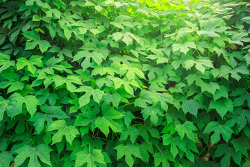 Tree spinach (Cnidoscolus chayamansa McVaugh) , Fresh green leaves background, Lush foliage,