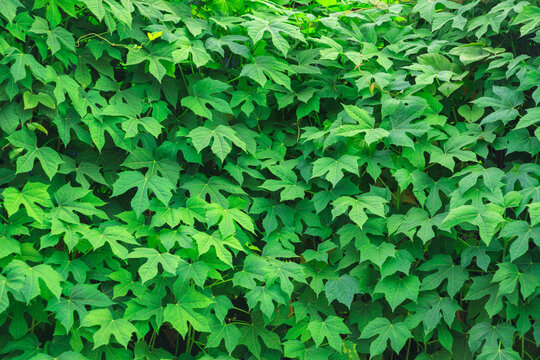 Tree spinach (Cnidoscolus chayamansa McVaugh) , Fresh green leaves background, Lush foliage,