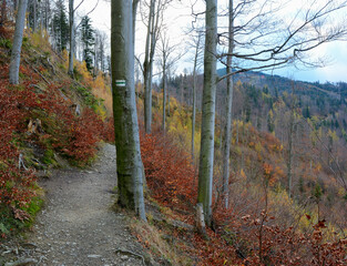 Górski szlak w Beskidzie Śląskim jesienią