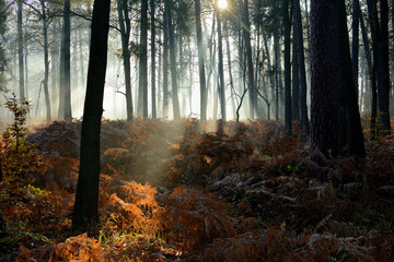 Jesień w lesie o poranku z promieniami słonecznymi