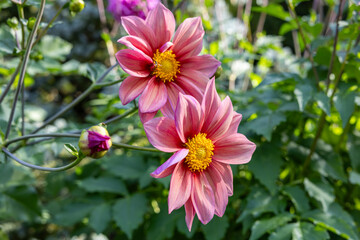  Beautiful pink dahlia flowers in the garden blooming in autumn.