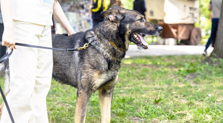 Child with German shepherd dog in the park