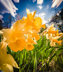 Bright morning view of blooming yellow narcissus (Narcissus poeticus) flowers at April. First spring flowers blooming in the garden. Beautiful floral background. Anamorphic macro photography.