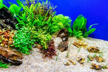Underwater landscape nature forest style aquarium tank with a variety of aquatic plants, stones and herb decorations. © dsom