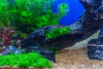 Underwater landscape nature forest style aquarium tank with a variety of aquatic plants, stones and herb decorations.