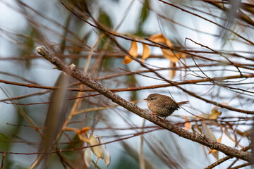 A Wren in the hedges 