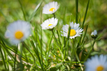 Obraz premium Daisy flowers in the garden. Small depth of field