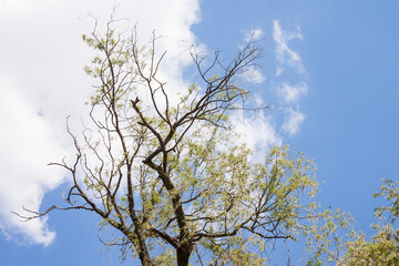 Trees on the background of white clouds