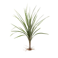 Fototapeta premium Dracaena Marginata isolated on transparent background