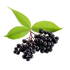 Elderberry fruits isolated on transparent background