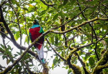 Beautifull quetzal in Monteverde Cloud Forest (Costa Rica)