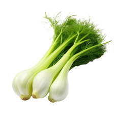 Fennel isolated on transparent background