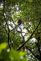 Beautifull quetzal in Monteverde Cloud Forest (Costa Rica)