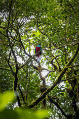 Beautifull quetzal in Monteverde Cloud Forest (Costa Rica)