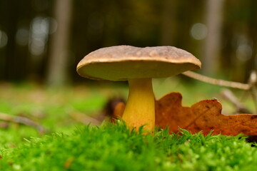 Fresch mushroom in german Forest odenwald