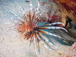 美しく大きなハナミノカサゴ（ミノカサゴ亜科）。

東京都伊豆諸島式根島中の浦海水浴場、神引浦にて。
2023年11月1日〜5日撮影。
水中写真。

The Beautiful and big Red Lionfish. 

At Nakanoura beach and Kambikiura, Shikinejima, Izu Islands, Tokyo.
Photo Taken November