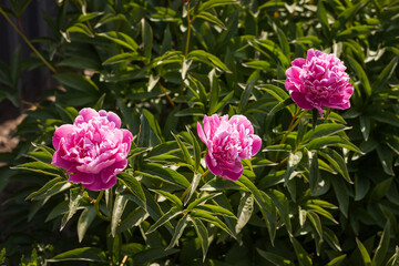 Pink peony (Paeonia)  flower among green leaves