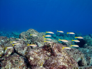 美しいアカヒメジ（ヒメジ科）他の群れ。

東京都伊豆諸島式根島中の浦海水浴場、神引浦にて。
2023年11月1日〜5日撮影。
水中写真。

A school of the Beautiful Yellowfin goatfish and others. 

At Nakanoura beach and Kambikiura, Shikinejima, Izu Islands, Tokyo.
Pho