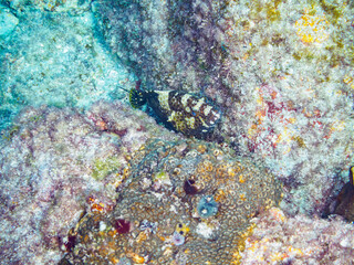 水中洞窟の美しいオオモンハタ（ハタ科）。

静岡県伊豆半島賀茂郡南伊豆町中木から渡し船で渡るヒリゾ浜にて。
2023年10月28日水中撮影。

The Beautiful Areolate Grouper in sea cave. 

HIRIZO Beach, Nakagi, South IZU, Kamo-gun, Izu Peninsula, Shizuoka, Japan,
Photo T