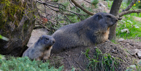 Naklejka na ściany i meble Alpenmurmeltier (Marmota marmota) Muttertier mit Jungem vor Höhle, Panorama 
