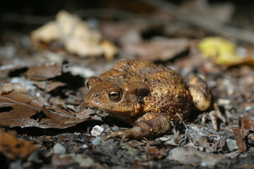 Erdkröte (Bufo bufo) unterwegs auf Nahrungssuche 