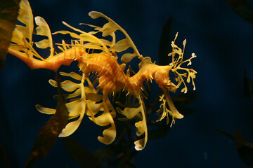 Große Fetzenfisch (Phycodurus eques) Indischer Ozean 