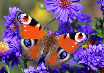 Tagpfauenauge (Aglais io) Schmetterling auf blauer Blüte