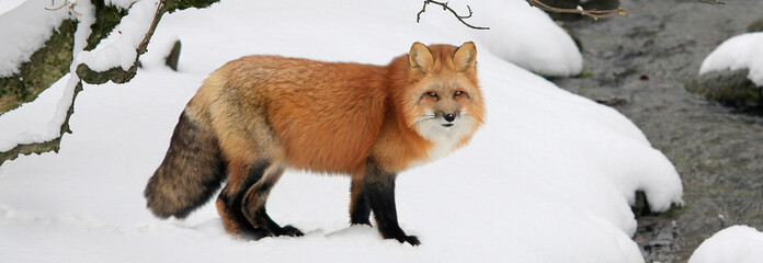 Rotfuchs (Vulpes vulpes) in verschneiter Winterlandschaft, Panorama 