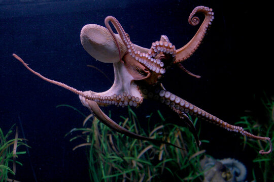 Gew&ouml;hnliche Krake (Octopus vulgaris) Achtarmiger Tintenfisch, Weltmeere 