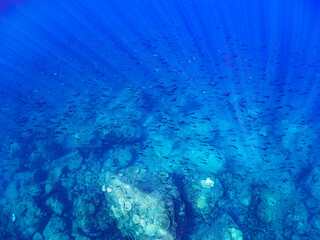 美しいイサキ（イサキ科）他の群れ。

東京都伊豆諸島式根島中の浦海水浴場、神引浦にて。
2023年11月1日〜5日撮影。
水中写真。

A school of the beautiful Chicken Grunt and others. 

At Nakanoura beach and Kambikiura, Shikinejima, Izu Islands, Tokyo.
Photo Take