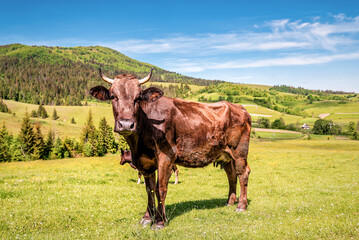 Brown happy cow on green lawn in mountains