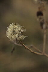 seed of a willow