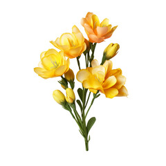 Freesia isolated on transparent background