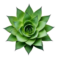 Fresh agave leaf top view isolated on transparent background
