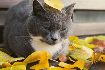 A fluffy gray cat cat lies on a wooden bench along with yellow leaves, cat and autumn. Autumn relaxation. cozy mood. Pets in autumn season. Cute cat