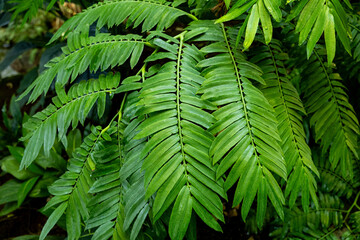 Beautiful fern leaves of tropical plants.