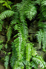 Fototapeta na wymiar Beautiful fern leaves of tropical plants.