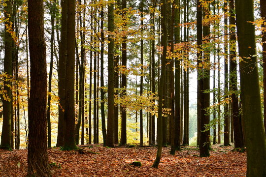 Forest Trunks autumn fall german Forest odenwald © Andreas