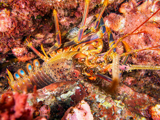 水中洞窟にいる美しく大きなイセエビ（イセエビ科）。

東京都伊豆諸島式根島中の浦海水浴場、神引浦にて。
2023年11月1日〜5日撮影。
水中写真。

The Beautiful and large Japanese Spiny Lobster in underwater cave.

At Nakanoura beach and Kambikiura, Shikinejima, Izu Isla