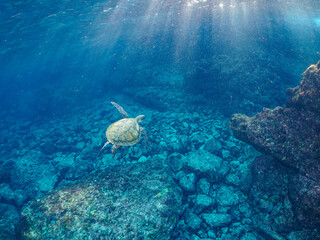 美しく大きなアオウミガメ（ウミガメ科）。

東京都伊豆諸島式根島中の浦海水浴場、神引浦にて。
2023年11月1日〜5日撮影。
水中写真。

The Beautiful and big Green sea turtle. 

At Nakanoura beach and Kambikiura, Shikinejima, Izu Islands, Tokyo.
Photo Taken Novembe