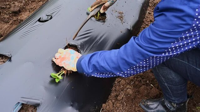 Woman hands putting strawberry seedlings in the ground. Rows of strawberry on ground covered by plastic mulch film. Cultivation of berries and vegetables using mulching method