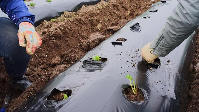 Woman hands putting strawberry seedlings in the ground. Rows of strawberry on ground covered by plastic mulch film. Cultivation of berries and vegetables using mulching method
