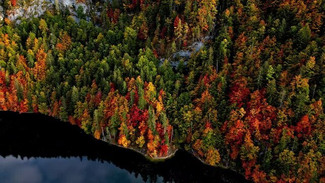 Aerial tracking shot in front of mountainside, fall colored trees at a Alpine lake