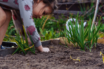 Adorable girl digging in garden ground where green onions grow. Junior gardener harvestsling and learning horticulture.