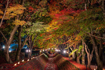 Maple corridor light up at night, maple tunnel, Kawaguchiko Lake in Autumn, Yamanashi, Japan