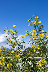 Helianthus flowers bloom vividly in the autumn sky.